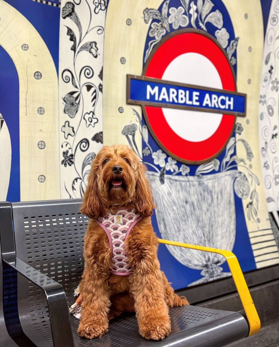 You might forget you're in the heart of the capital's #WestEnd when strolling through the calm, sophisticated surroundings of #ConnaughtVillage, but one of the world's finest urban transport networks surrounds us, making for an effortless day out. 
📸nola.cockapoo