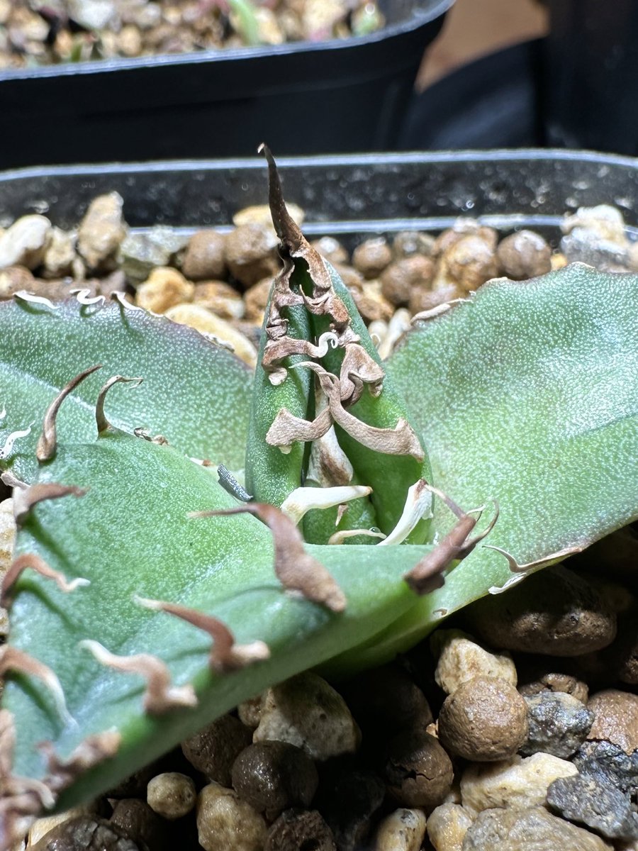 FKGS_2017's tweet image. シーザーちょっと成長。
#アガベ
#シーザー