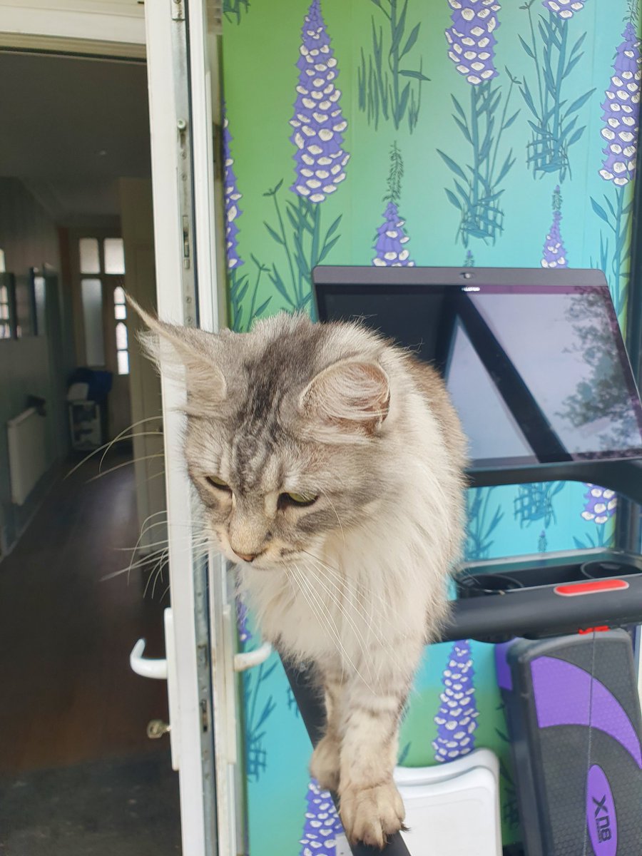 BrexitRage's tweet photo. @SaveFOM @ConHome @RishiSunak Not content with blaming the weather, Corbyn, the people etc, now the @Conservatives come for the #CatsOfTwitter #cats
@Cats @KatKatisha @JeanneBartram @catherinemginn @Number10cat @LadyDinahsCats @RealGrumpyCat @catsofinstagram https://t.co/Rz5iBt3vzl
