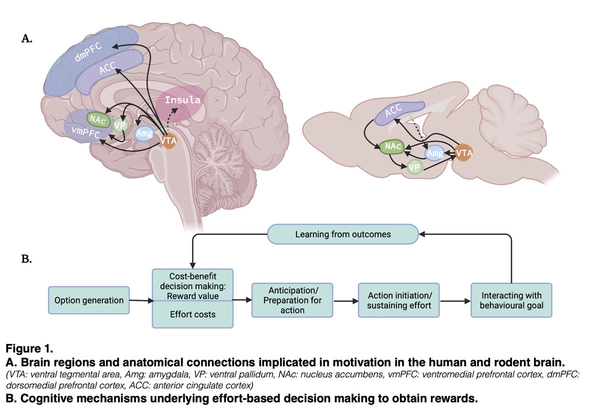 Harry Costello (@harry_costello) on Twitter photo 🚨📢Check out our new preprint with <a href="/MasudHusain/">Masud Husain</a> <a href="/jonroiser/">Jon Roiser 🟣</a> 📢🚨
'Apathy and Motivation: Biological Basis and Drug Treatment'
psyarxiv.com/m3vjy/ 🚨📢Check out our new preprint with <a href="/MasudHusain/">Masud Husain</a> <a href="/jonroiser/">Jon Roiser 🟣</a> 📢🚨
'Apathy and Motivation: Biological Basis and Drug Treatment'
psyarxiv.com/m3vjy/