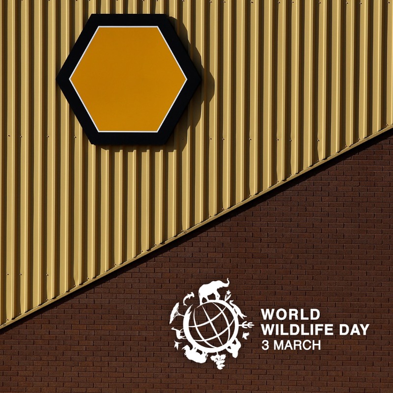 Wolves's tweet photo. We are marking World Wildlife Day by removing the wolf from our crest and highlighting how empty a #WorldWithoutNature would be. 

📰🌍