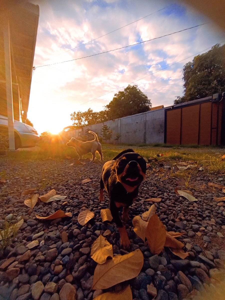 icarusapollo220's tweet photo. Enjoying moments with my furbuds. 

'19 and '22 https://t.co/uro0o3AFUM