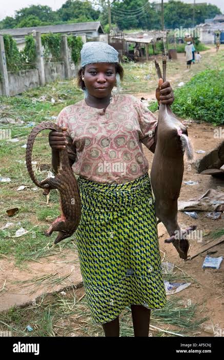 gifsep4climate's tweet photo. On World #Wildlifeday and always. Say No To Bush Meat
#SayNoToBushMeat
#NoToBushMeat
#wildlife https://t.co/1fkafl9EFy