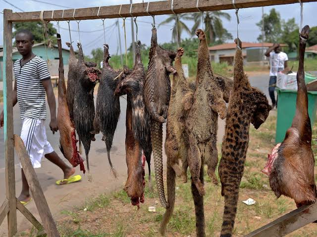 gifsep4climate's tweet photo. On World #Wildlifeday and always. Say No To Bush Meat
#SayNoToBushMeat
#NoToBushMeat
#wildlife https://t.co/1fkafl9EFy