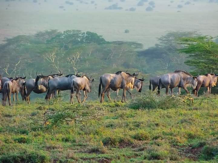 TWFkenya's tweet photo. On this #WorldWildlifeDay whose theme is "Partnerships for wildlife conservation -- with the goal of honouring those who are making a difference in protecting the world's flora and fauna".  we appreciate all our partners and stake holders who have continuously supported us https://t.co/PztFBz3FIQ