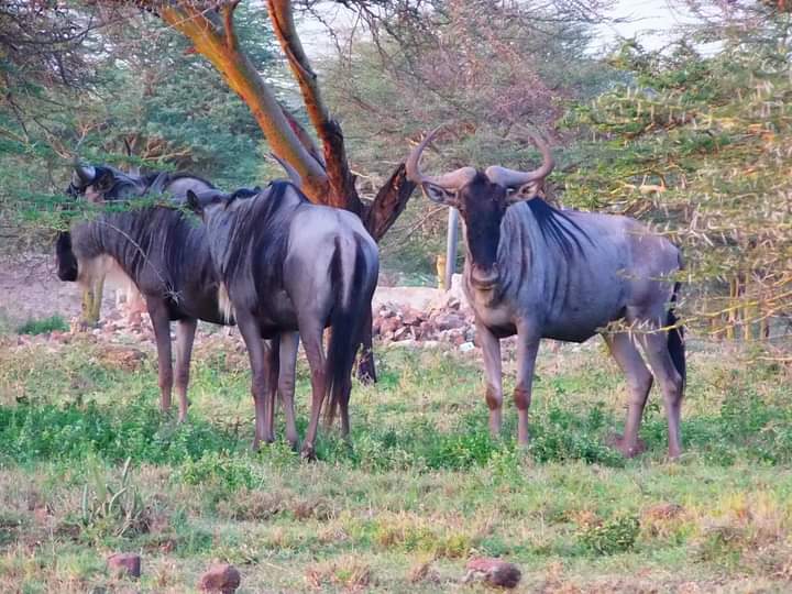 On this #WorldWildlifeDay whose theme is "Partnerships for wildlife conservation -- with the goal of honouring those who are making a difference in protecting the world's flora and fauna".  we appreciate all our partners and stake holders who have continuously supported us