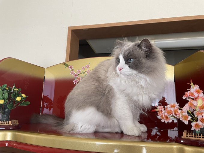 コスプレイヤー橋本麗愛のTwitter画像29