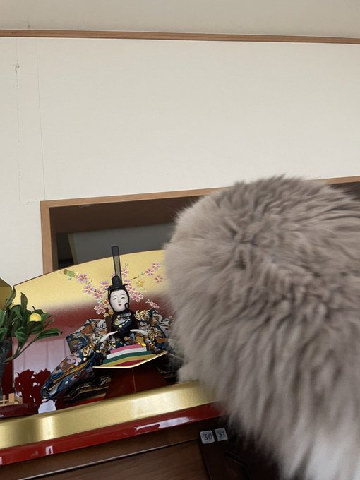 コスプレイヤー橋本麗愛のTwitter画像27