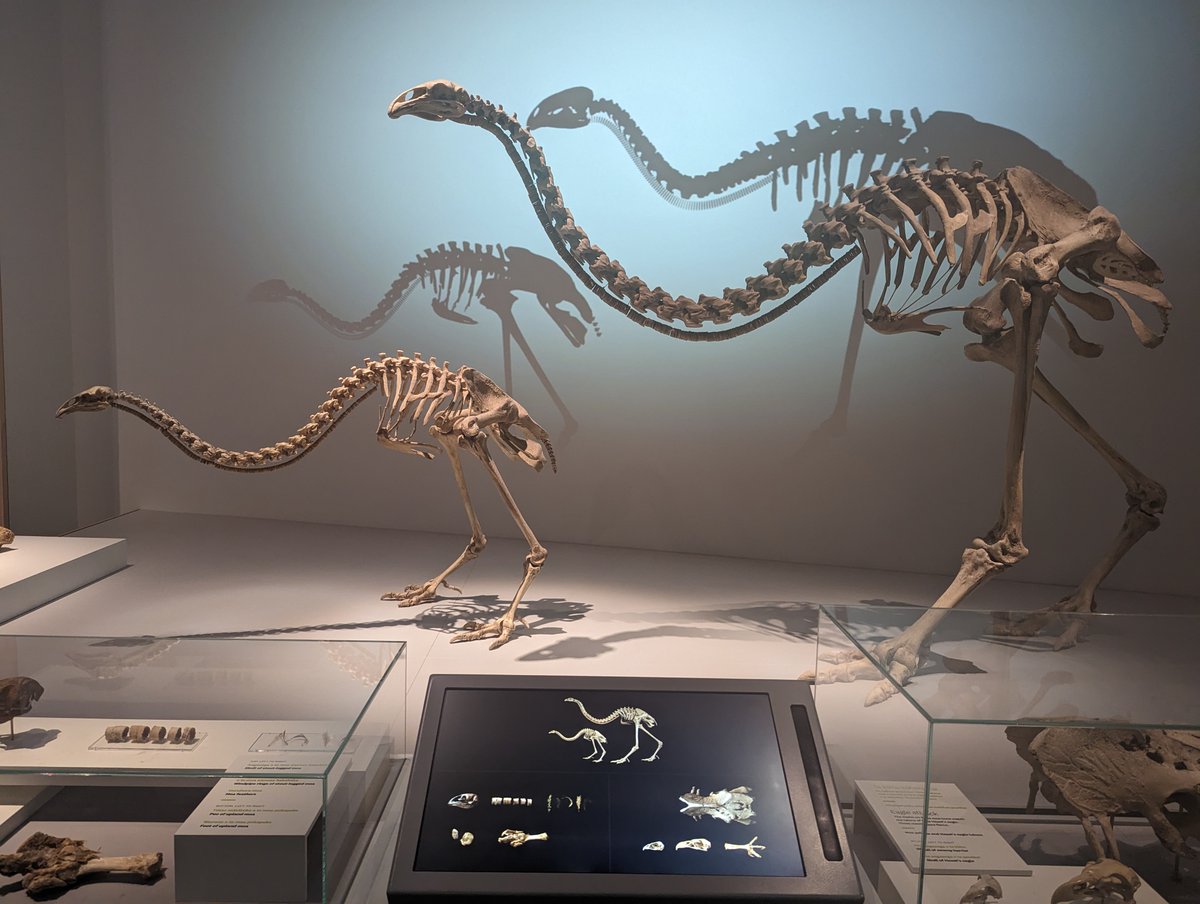 Lapworth Museum of Geology (@lapworthmuseum) on Twitter photo Our Deputy Director is in the middle of an exciting International Project visiting Museums, Universities & Geoparks in NZ. She will bring back fantastic ideas for #communityengagement, #learning, #outreach and #exhibitions! #FossilFriday
<a href="/unibirmingham/">Uni of Birmingham</a> <a href="/WaitakiGeo/">Waitaki Whitestone Geopark</a> <a href="/Te_Papa/">Te Papa</a> <a href="/UCNZ/">University of Canterbury</a> Our Deputy Director is in the middle of an exciting International Project visiting Museums, Universities & Geoparks in NZ. She will bring back fantastic ideas for #communityengagement, #learning, #outreach and #exhibitions! #FossilFriday
<a href="/unibirmingham/">Uni of Birmingham</a> <a href="/WaitakiGeo/">Waitaki Whitestone Geopark</a> <a href="/Te_Papa/">Te Papa</a> <a href="/UCNZ/">University of Canterbury</a>