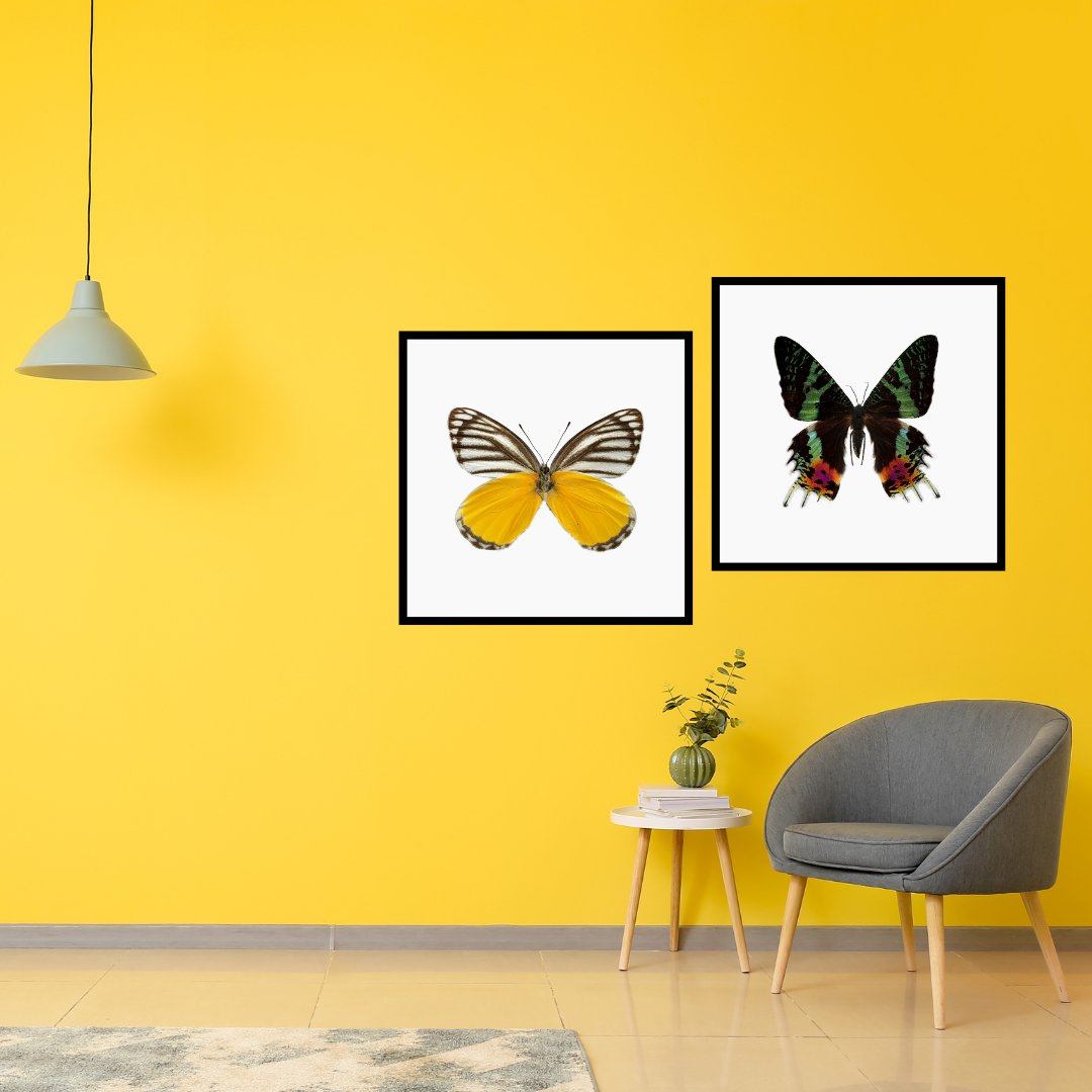 In honor of World Wildlife Day, we want to shout about the Ultra High-Resolution Prints by The Butterfly Collection. 
Shop now - ow.ly/MSKa50MYcZg
#worldwildlifeday