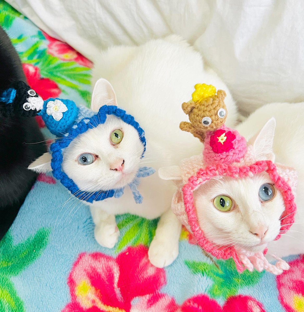 oddeye2abukabu's tweet photo. 我が家の雛人形🎎
byアブ🎀カブ💜

#猫
#cat
#kitty
#mellow
#고양이
#แมว
#Кот
#goto
#gato
#gatto
#オッドアイ
#occhiostrano
#ojoextraño
#странныйглаз
#súilcorr
#看板猫
#猫好きさんと繋がりたい
#無言フォロー歓迎
#リツイート大歓迎
#ひなまつり
#雛人形 https://t.co/DMGxj1MjXV