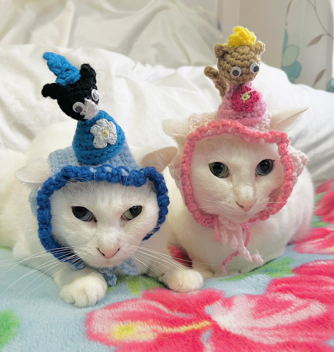 oddeye2abukabu's tweet photo. 我が家の雛人形🎎
byアブ🎀カブ💜

#猫
#cat
#kitty
#mellow
#고양이
#แมว
#Кот
#goto
#gato
#gatto
#オッドアイ
#occhiostrano
#ojoextraño
#странныйглаз
#súilcorr
#看板猫
#猫好きさんと繋がりたい
#無言フォロー歓迎
#リツイート大歓迎
#ひなまつり
#雛人形 https://t.co/DMGxj1MjXV