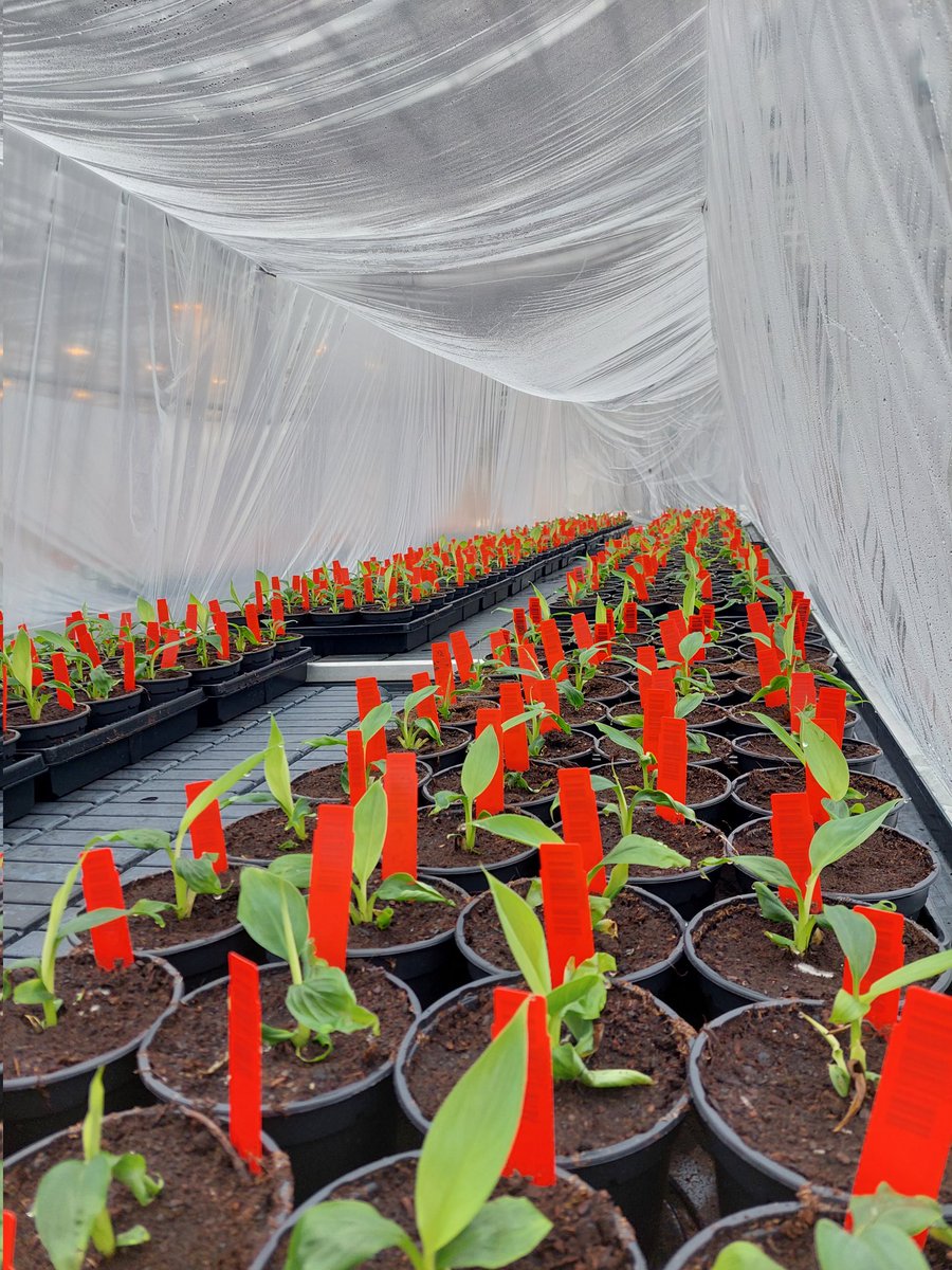 bananaresearch's tweet photo. Always happy when banana plants start  growing for the next trial against Fusarium wilt caused by TR4 #banana #TR4 @WURplant @phytoWUR @promusa_banana @HaroldMeijer2 @WUR https://t.co/IlaE0CD1SQ