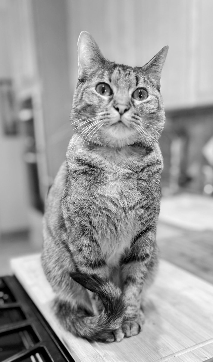 LucySkinnyjeans's tweet photo. May your #Friday be filled with things that make you happy💗#catsnoirfriday #CatsAreFamily #cats #CatsOfTwitter #TabbyTroop #FridayFeeling #BahrainGP #F1 https://t.co/UORs3K7ABg