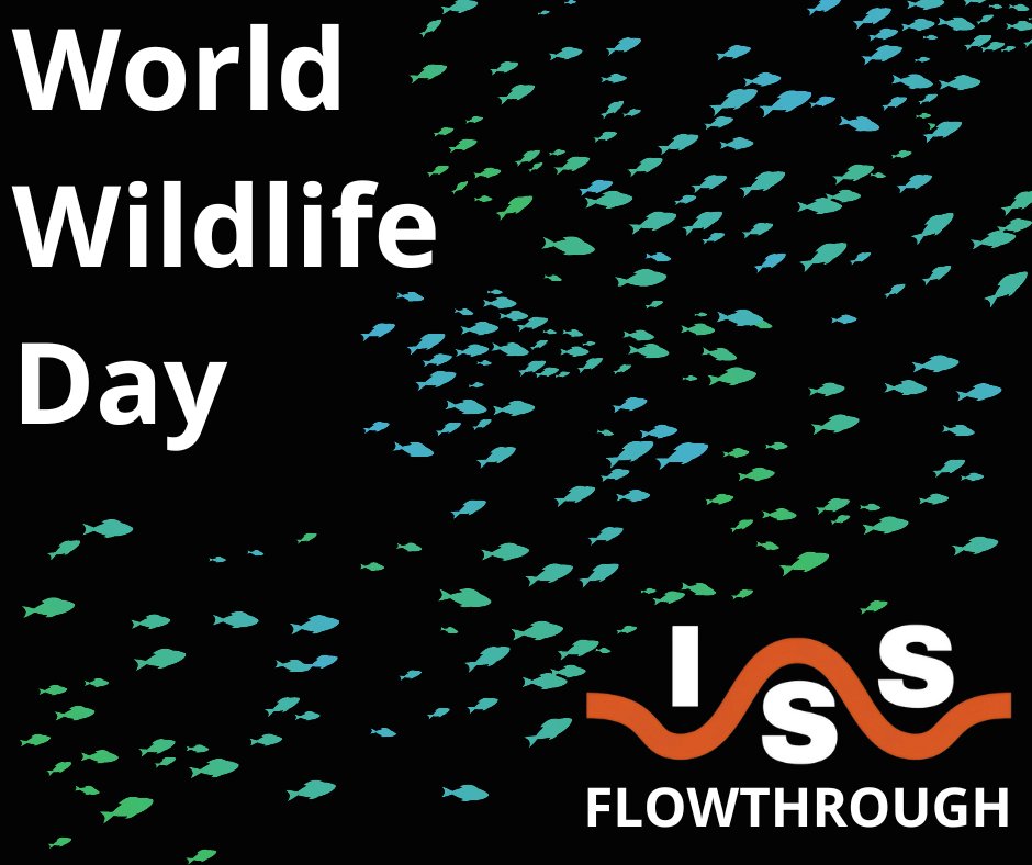 Happy World Wildlife Day! We can design behavioural bubble barriers to reduce entrainment and prevent fish mortalities. 

Learn more: l8r.it/INJH 

#worldwildlifeday #fishsafety #desalination #waterabstraction #powergeneration #hydropower #fishprotection #reservoirs