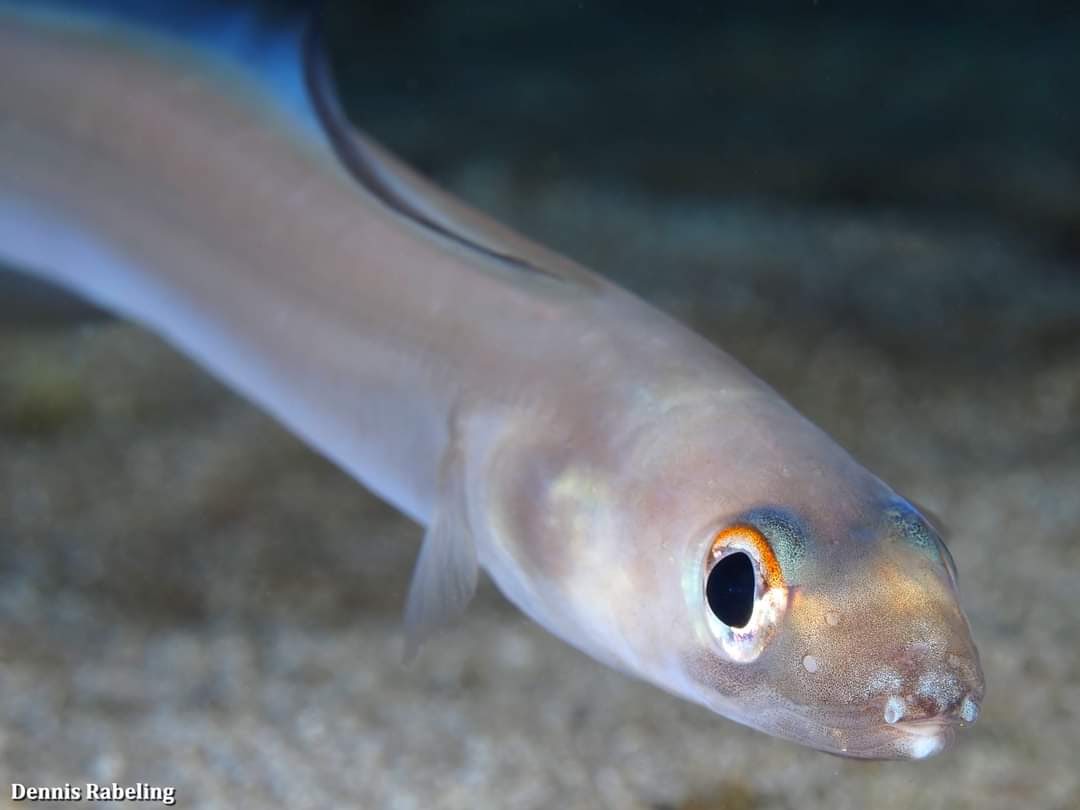 You ever did a #night dive with us here? 🌠 One of the common encounters at the night is the Bandtooth #conger (Ariosoma balearicum). When it gets startled, it goes backwards with its tail into the sand. Normally, in the daytime, it is also under the sand.
#eurodiverslanzarote