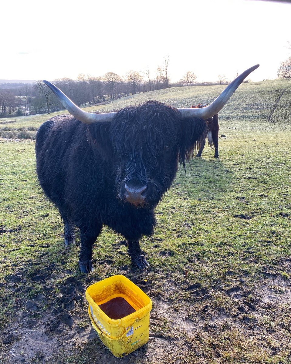 EmptyFluster's tweet photo. Good morning, another week gone. #bull #morningwalk #BloggerEverydayStory #heatonpark #fridaymorning https://t.co/PNorjn1d2j