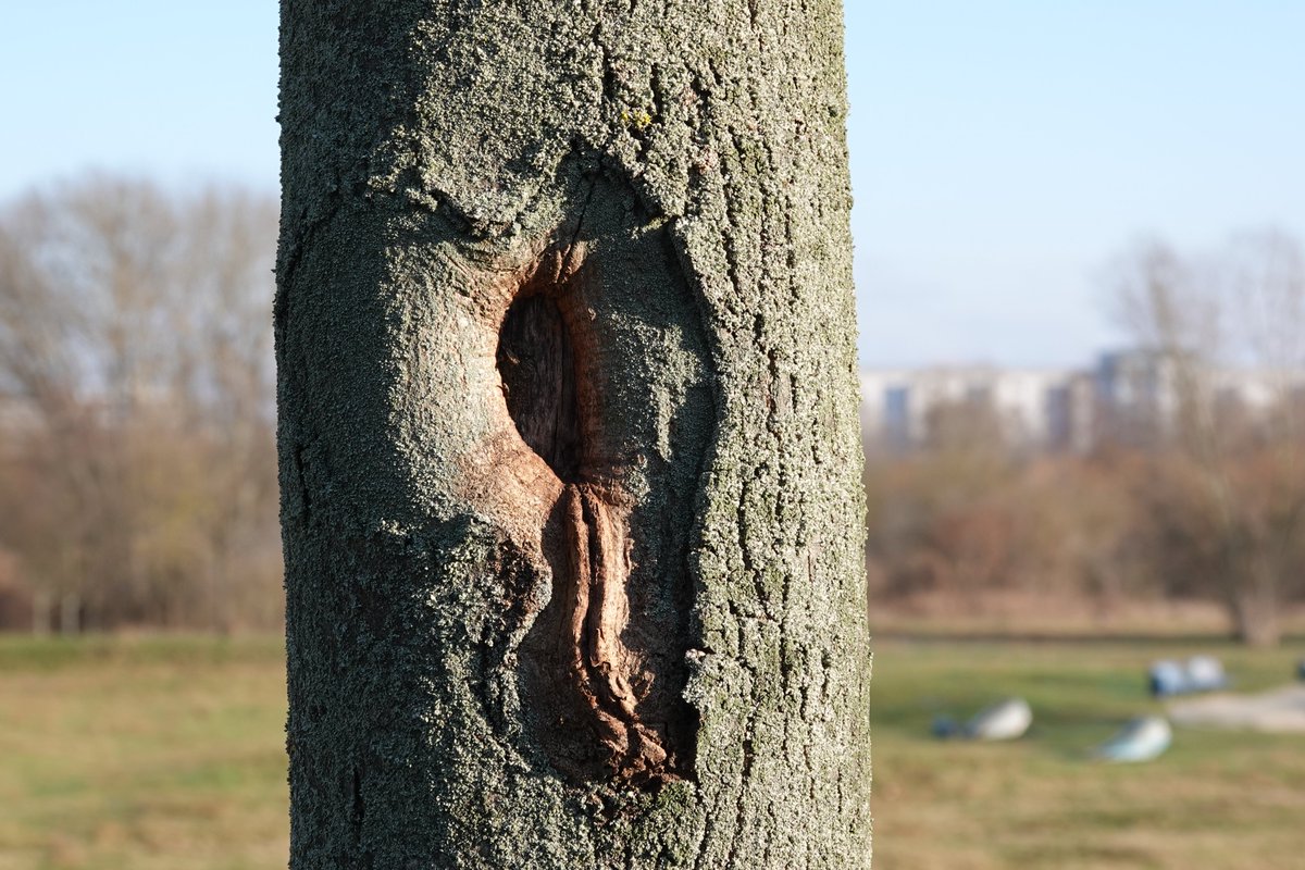 Theres146's tweet photo. Noch ein bisschen #Marzahn im Winter.
Der Wiesenpark - eigentlich das langweiligste Stück an der Wuhle, wie ich finde. https://t.co/NgWnHmHWv6