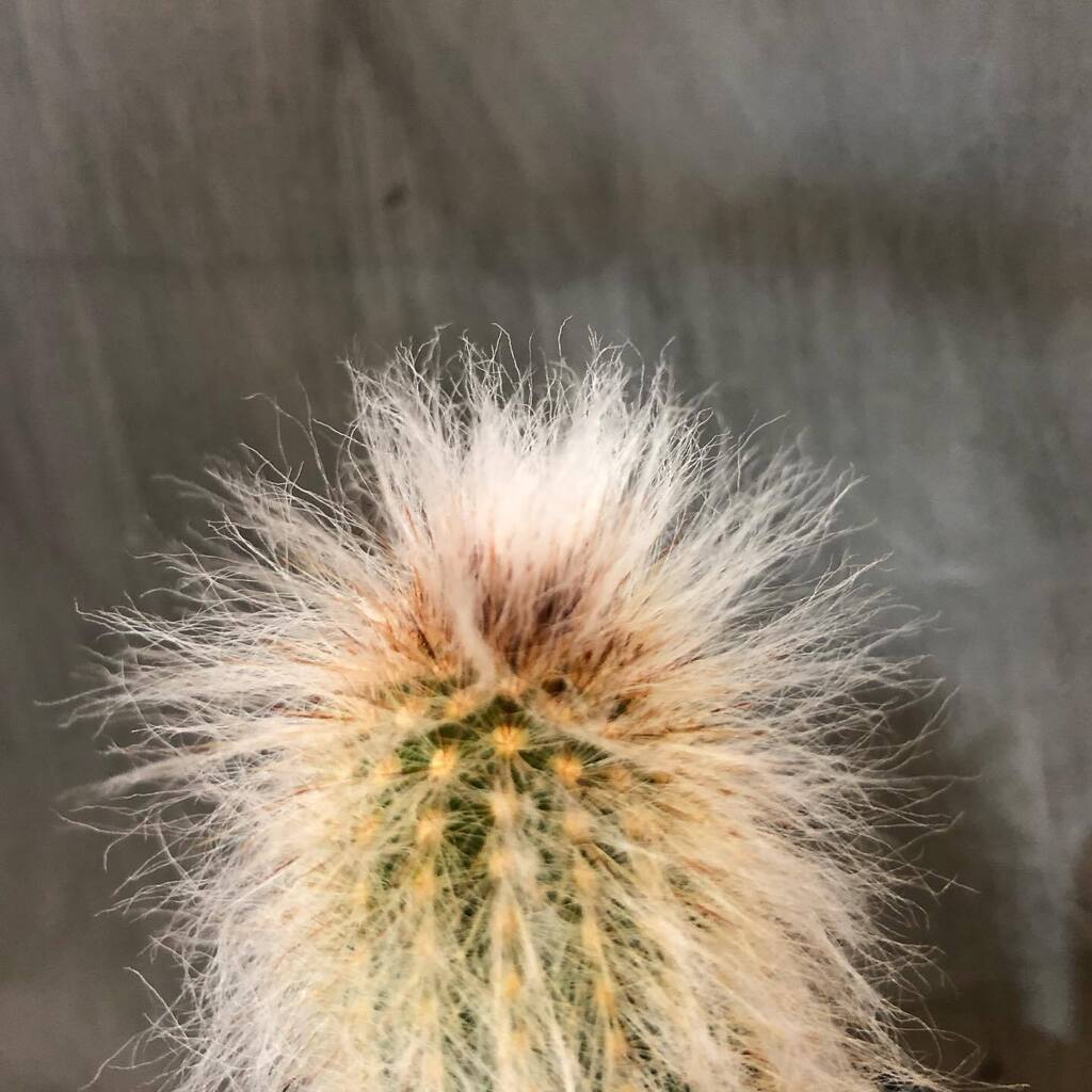 TP_K's tweet photo. エスポストア・ラナタ
¥2,145税込

もふもふデス

#targetplants 
#indoorplants 
#espostoalanata 
#espostoa 
#エスポストア 
#エスポストアラナタ 
#老楽 
#ターゲットプランツ 
#観葉植物 
#大阪 
#南森町 
#多肉植物 
#サボテン https://t.co/YNGIGXCBhl https://t.co/RnDMTGiGVp