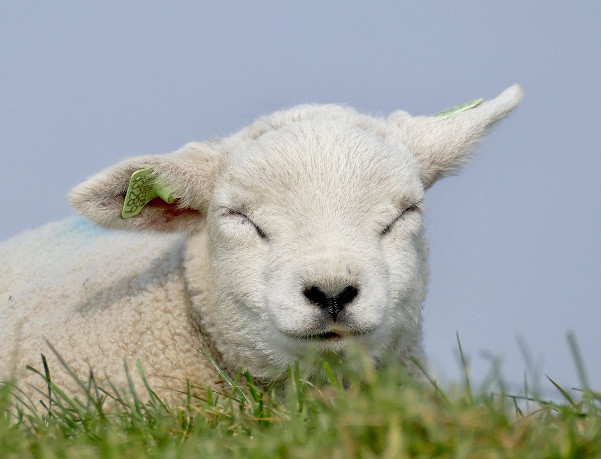 Onze #lammetjes #fotowedstrijd is weer van start! Stuur je mooiste lammetjesfoto in om kans te maken op leuke prijzen > tinyurl.com/7jy4rpcz

Foto: Gabrielle Botter