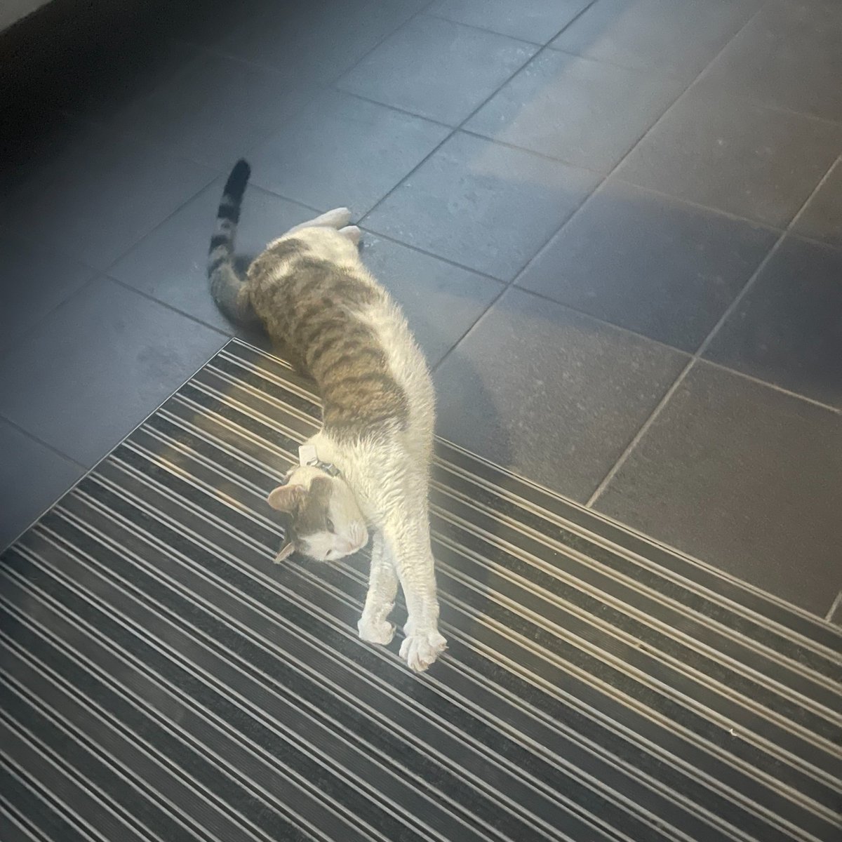 𝐸𝓋𝑒𝓇𝓎𝒷𝑜𝒹𝓎 𝓌𝒶𝓃𝓉𝓈 𝓉𝑜 𝒷𝑒 𝒶 𝒸𝒶𝓉... 🐈🐾

Meet King Tiger! Everyone's favourite Security Cat <a href="/WBSLeavesden/">Warner Bros. Studios Leavesden</a> 😍