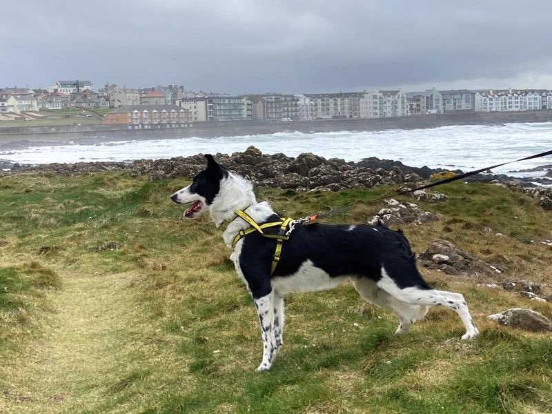 DT_Ballymena's tweet photo. #FosterDogFriday with Bob! 🐾

As much as Bob loves his adventures with his Foster Carers, he is still looking for a forever home. 🏡💛Check out his profile on our website linked in our bio! 

@dogstrust #adifl #fosterdog https://t.co/SuK5ZgPIE0