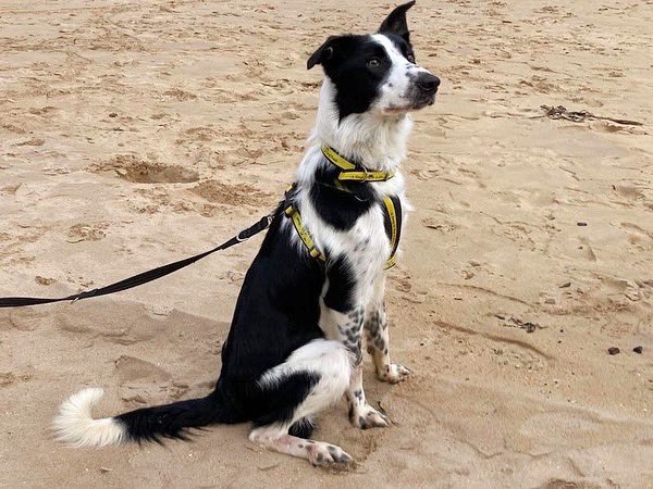 DT_Ballymena's tweet photo. #FosterDogFriday with Bob! 🐾

As much as Bob loves his adventures with his Foster Carers, he is still looking for a forever home. 🏡💛Check out his profile on our website linked in our bio! 

@dogstrust #adifl #fosterdog https://t.co/SuK5ZgPIE0