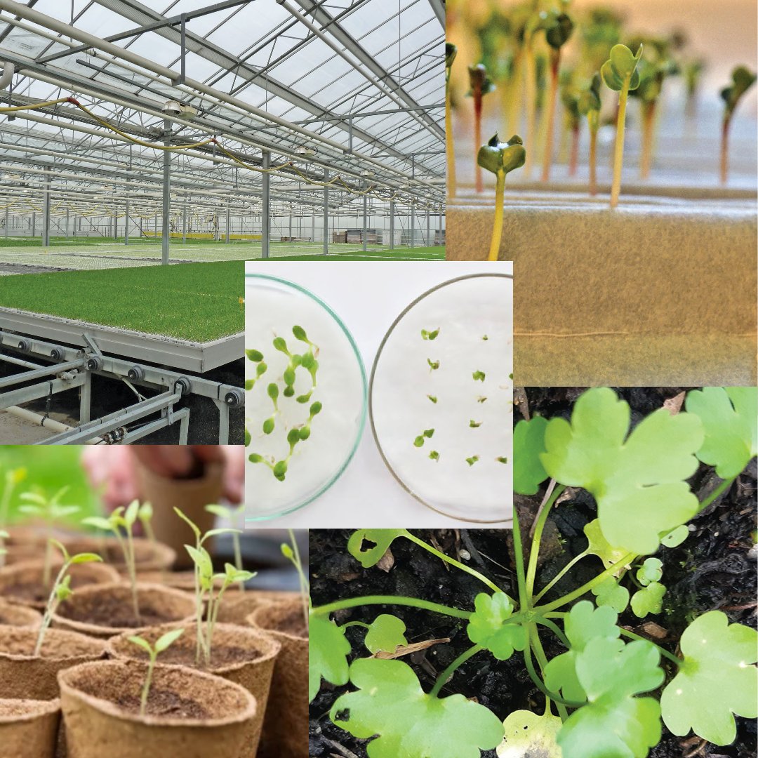 Le point commun entre ces différentes images? 🧑‍🌾

🌱Elles traitent toutes d'un même sujet, le semis ! 

Comme le thème de notre prochain #webinaire "La semence et le semis" le 07/03 à 14h30

Inscriptions 👉snhf.org/webinaire-le-s…

#snhf #plants