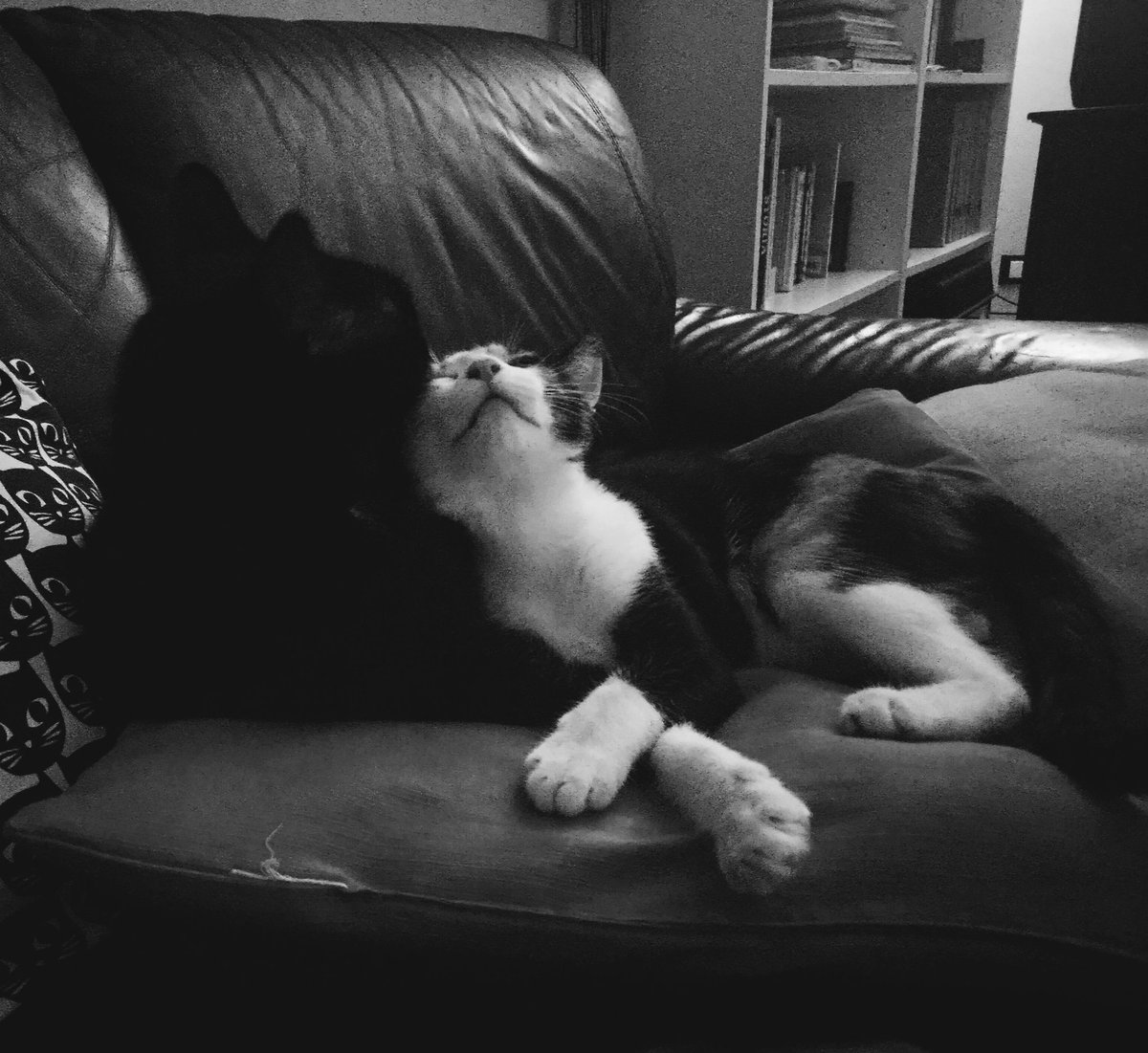 ~
Dormimmo abbracciati per un'oretta.
Era in un certo qual modo anche meglio che far l'amore.
C'era questo fluire via insieme senza alcuna tensione.
~
Bukowski #StorieDiOrdinariaFollia a #SalaLettura