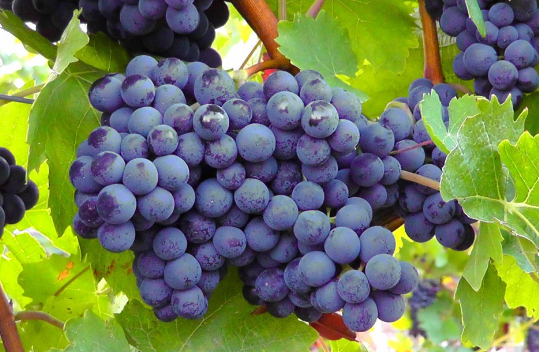 lv_vitisphere's tweet photo. Scoop ! Une étude de très grande ampleur révèle que la vigne a été domestiquée il y a 11 000 ans à la fois au Proche-Orient et dans le Caucase, et que les cépages que l’on cultive aujourd’hui ne viennent pas de Géorgie mais du Croissant fertile.
https://t.co/cmvoSKf965 https://t.co/OWzL9xCx7g
