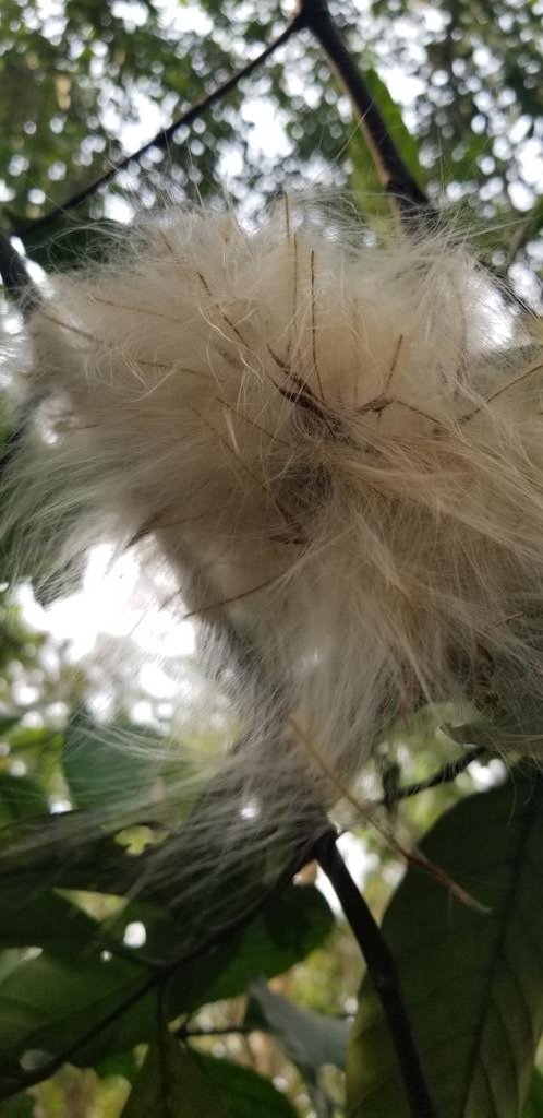 We are a happy generation celebrating wild flora,
Happy World wildlife day