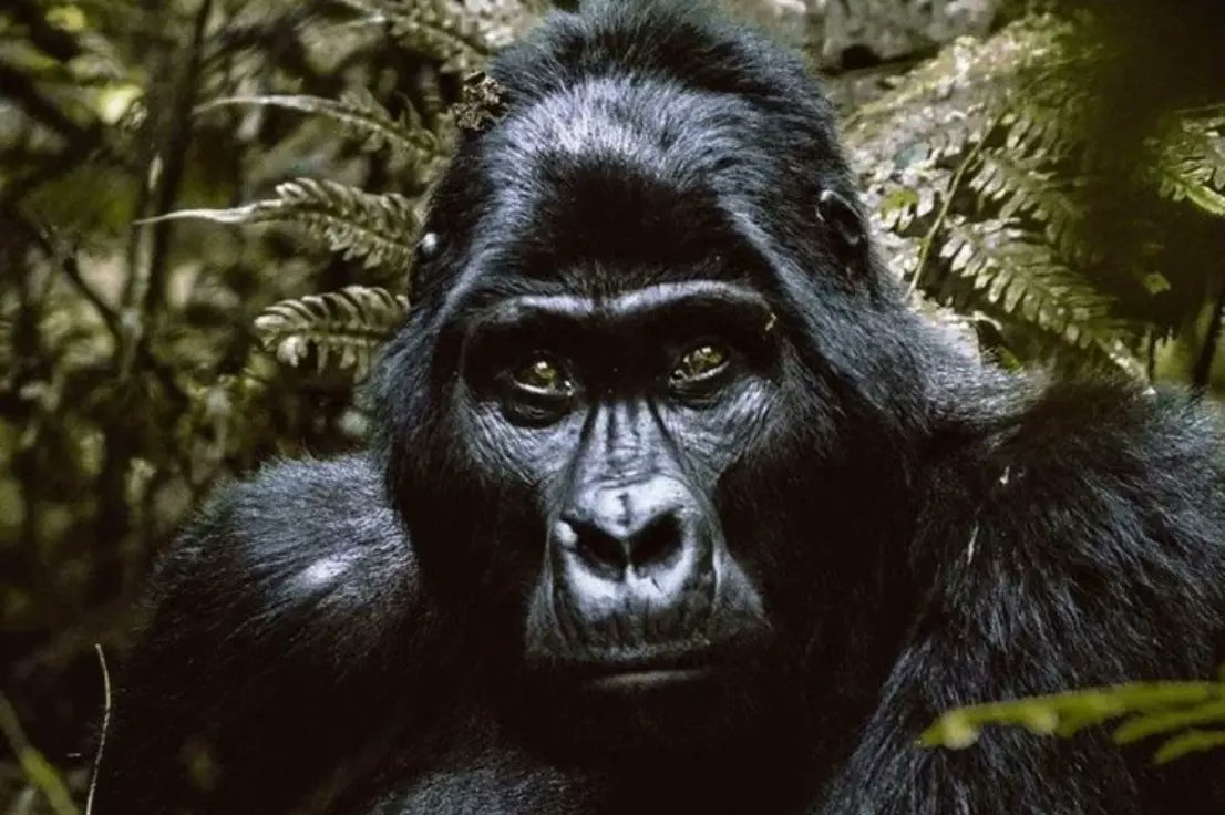 Hanzetours's tweet photo. On this #WorldWildlifeDay, let us all commit to doing our part to protect the planet's biodiversity and preserve the beauty and wonder of our wildlife for generations to come
@ugwildlife @Hanzetours @Uganda_Expozed
 #WildlifeDayUG
Reach out to us on 0779885861
Info@hanzetours.com https://t.co/fGHRqcS65z