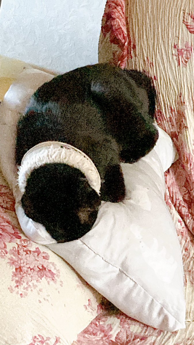 「爆睡のねこ(写真撮りまくっても起きず) 」|ちよ子3/19🧸ヤ11aのイラスト