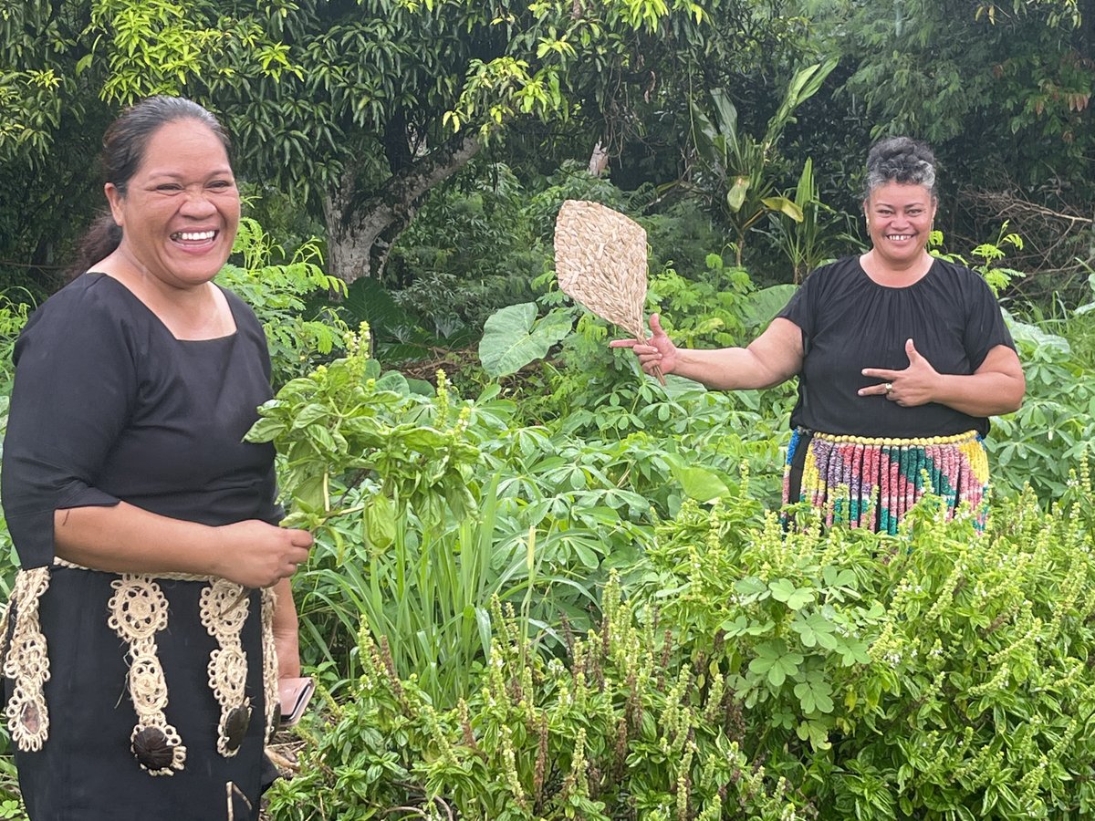 UNDP_Pacific's tweet photo. 1/2 Looking to cultivate a greener and more food-secure future, community development projects in #Tonga 🇹🇴 are focused on revitalizing fruit trees 🌳 & growing accessible, healthy vegetables in #riskinformed home gardens 🏡. https://t.co/OIA3PpdK1r
