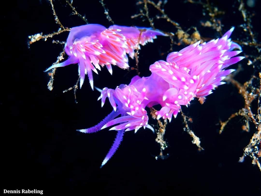 #Nudibranchs, what to say. 🐌 I think it is by far one of my favorite critters to search for #underwater. They can be #colorful, well camouflaged, alien-shaped, have strange abilities and much more. You have got to love them. On the photo you can see the Flabellina affinis.