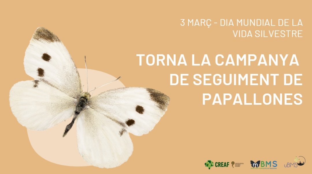 Comença un nou any de papallones! 🦋 La vida silvestre pot viure bé amb nosaltres a les ciutats, però primer calen dades per saber el què necessita i fer ciutats on podem cohabitar tothom 🏙️

#diamundialdelanatura