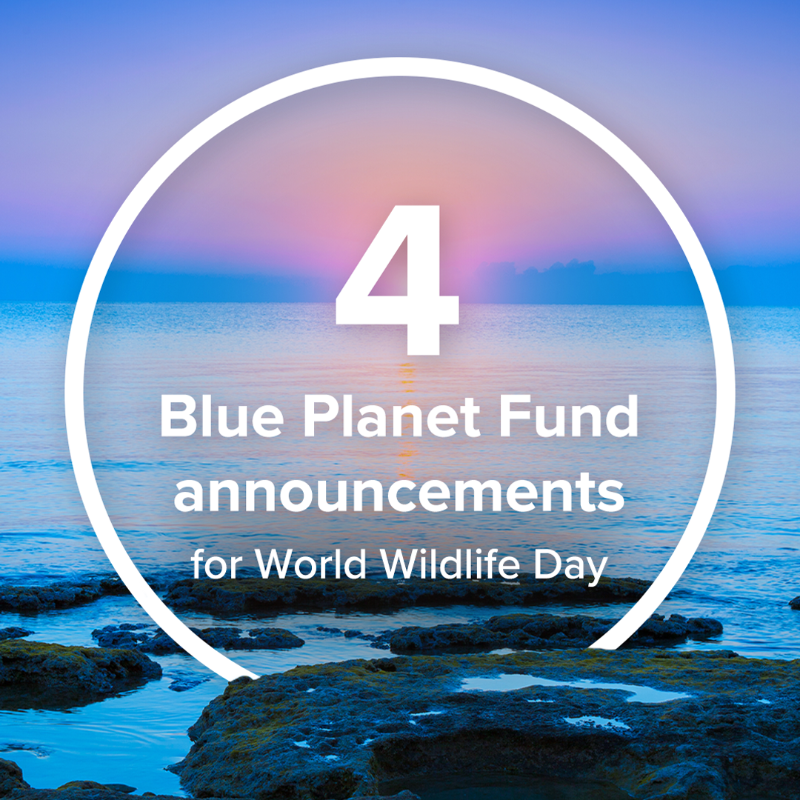 DefraGovUK's tweet photo. We’re marking #WorldWildlifeDay and the 50th anniversary of CITES with three announcements from the #OurOceanConference. 

Our Blue Planet Fund will support sustainable fishing, blue carbon ecosystems and the protection and coral reefs.  

Read more: https://t.co/qhWGtTi2Hj