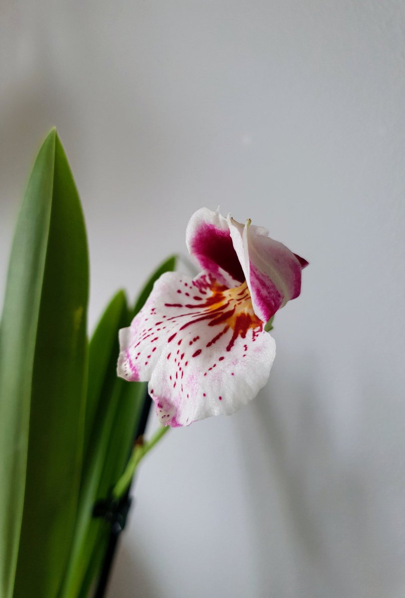 JacakKamila's tweet photo. #miltonia #photooftheday #photography #orchidee #hellotoday #TwitterNatureCommunity https://t.co/031qtGdoRH