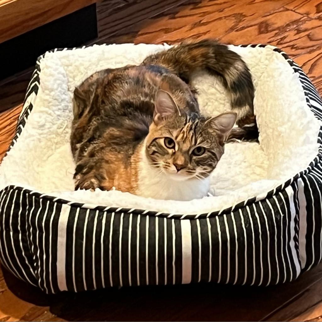 lostdogrescue's tweet photo. Chersie says it's time to purr-ty this #fosterfriday. 🥳🐱
She's playful, but appreciates a comfy resting place to recharge her battery. Calling all social introverts! 💛
Click here to see Chersie's profile: https://t.co/XDl2AoLi0e
#fosteringsaveslives #dmvcats #adoptdontshop https://t.co/twephHo7IQ