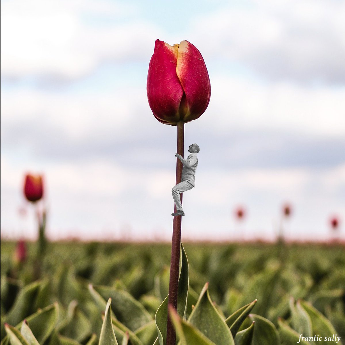 Frantic Sally (@franticsally) on Twitter photo At the height of Tulip Mania, between 1634-1637, a tulip was worth more than a precious diamond
#themoreyouknow #funfacts #sligo #irishartist At the height of Tulip Mania, between 1634-1637, a tulip was worth more than a precious diamond
#themoreyouknow #funfacts #sligo #irishartist