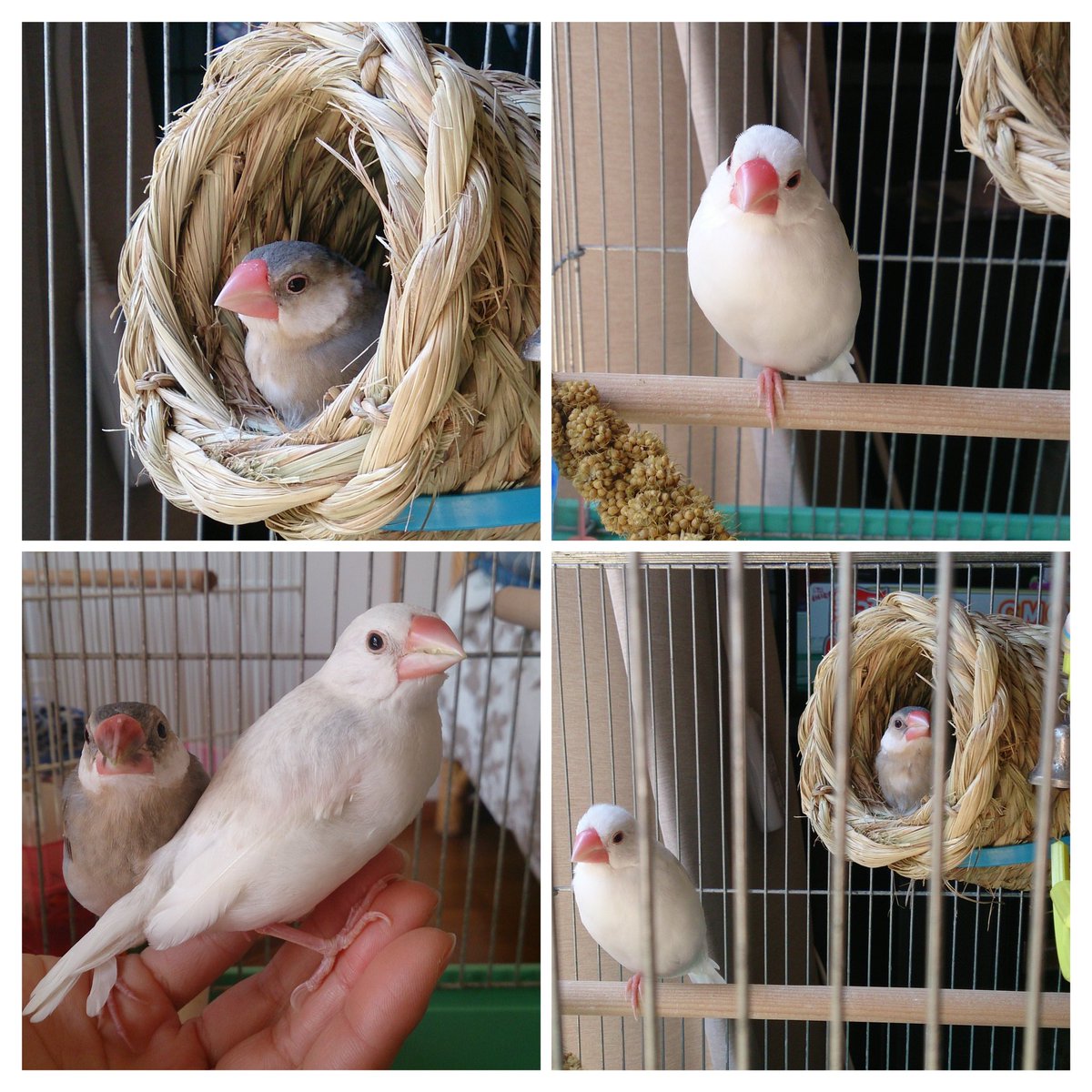 caramelunva's tweet photo. もう9年前。かわいい。
#文鳥のひな祭り2023 https://t.co/PZbxoOpMrY
