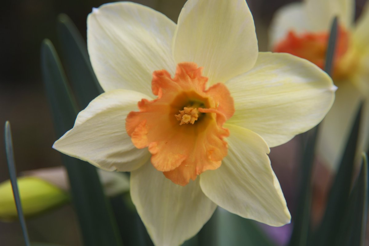 Kenji 🌸 delivering flowers every day 🌸 🐦 tweet media