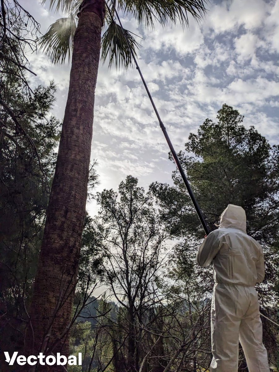 vectobal's tweet photo. 🟢Estamos aprovechando estos días fríos de final de invierno❄️ en #Mallorca para realizar un tratamiento biológico frente al picudo rojo de las #palmeras🌴mediante nematodos 🪱
✅Se aplican mediante ducha en la corona de las palmeras usando una pértiga de carbono de 14m
#palmanem https://t.co/XpfrW0i49M