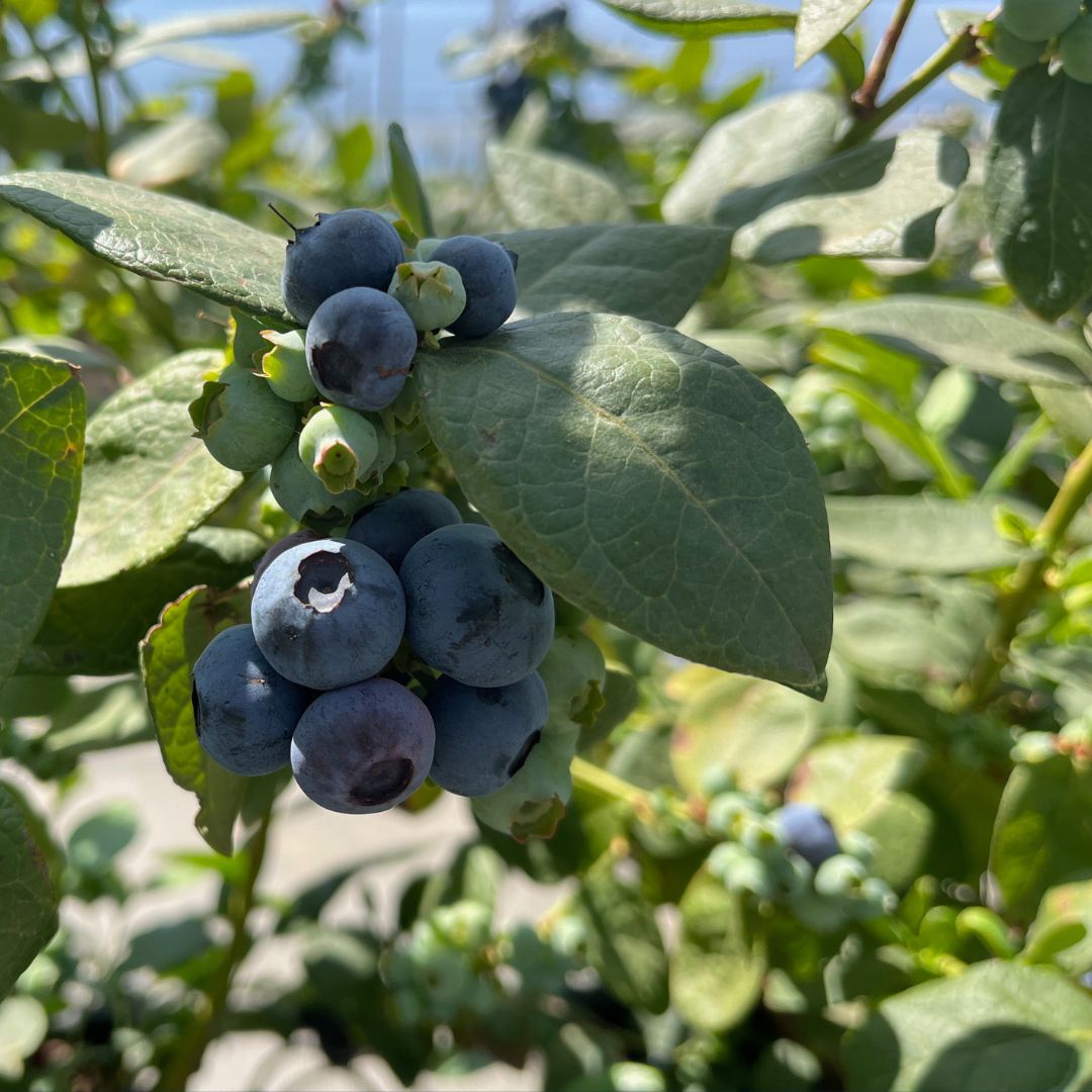 globalplantgen's tweet photo. #Early #Duchess is one of the most attractive #blueberry varieties in the market, it has large #fruit &amp; is consistent in size, looking outstanding when #picked and in the #punnet. 

For more info, have a look at the brochure on our website https://t.co/NMJ0Kk1urO 

#FreshBerries https://t.co/UZUzOnaioQ