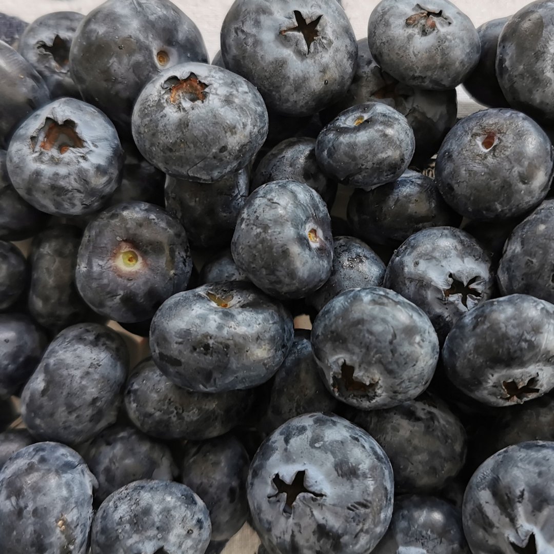 globalplantgen's tweet photo. #Early #Duchess is one of the most attractive #blueberry varieties in the market, it has large #fruit &amp; is consistent in size, looking outstanding when #picked and in the #punnet. 

For more info, have a look at the brochure on our website https://t.co/NMJ0Kk1urO 

#FreshBerries https://t.co/UZUzOnaioQ