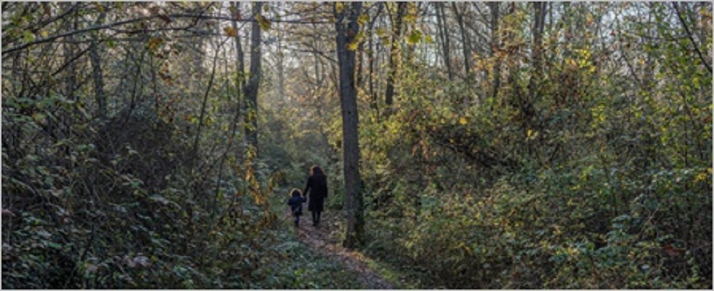 🌳🩺'Simbiosi: #boscos que cuiden els pacients, pacients que cuiden el bosc' enceta la 2a fase.

El projecte d'<a href="/Anegarrotxa/">ANEGx</a> i <a href="/hospiolot/">F. Hospital d'Olot</a> fomenta l’ús terapèutic dels boscos de la #Garrotxa i sensibilitza sobre la necessitat de conservar-los

#AjutsTSAcat ow.ly/8Asx50N7Zax