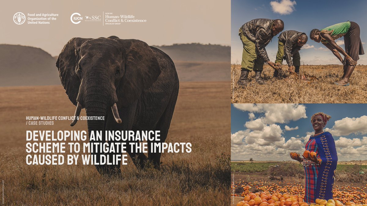 🚨 New case study
On #WorldWildlifeDay our new case study highlights how partners from different sectors worked together to develop an insurance scheme to mitigate the impacts caused by wildlife in Kenya. 
#PartnershipsforConservation #WWD2023 
hwctf.org/_files/ugd/7ac…