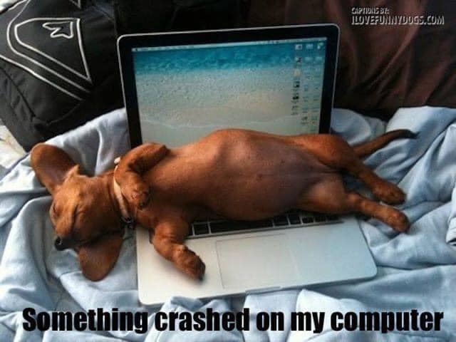 HeatherWeidner1's tweet image. Whoops! #computercrash #crash #dogs #doxie