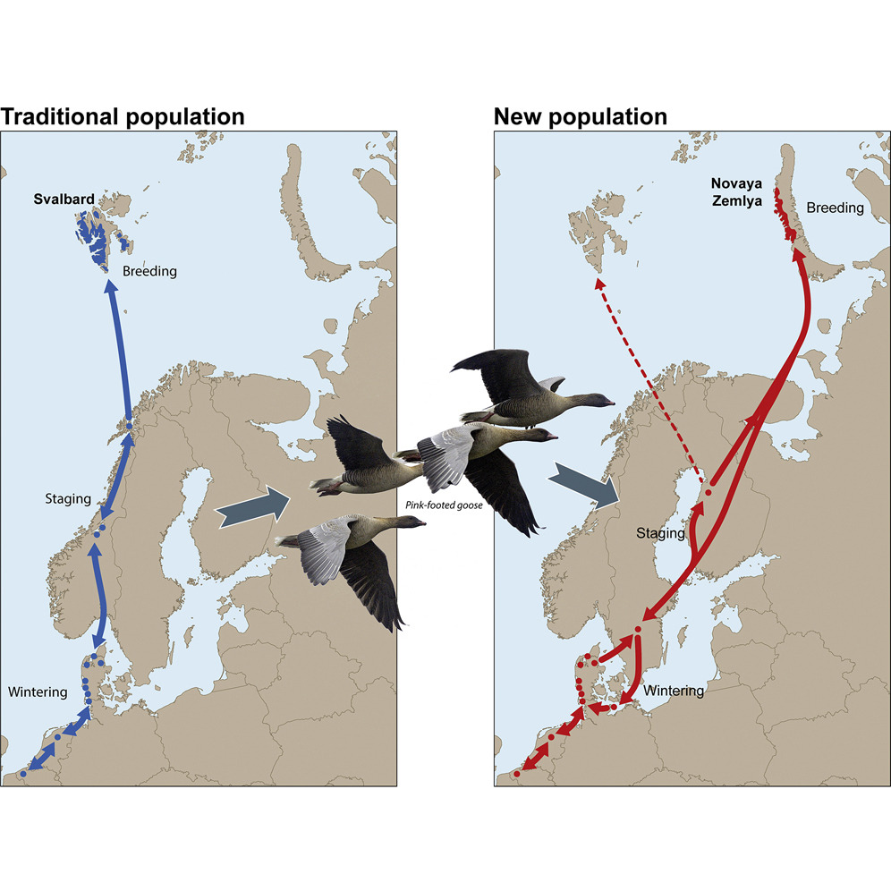 niooknaw's tweet photo. New publication: Rapid formation of new migration route and breeding area by #Arctic geese, by @BartNolet and others. #climatechange #culturaltransmission #rapidevolution #sociallearning #pinkfootedgoose
https://t.co/7RzEGa9QDO https://t.co/184DdB9Trs