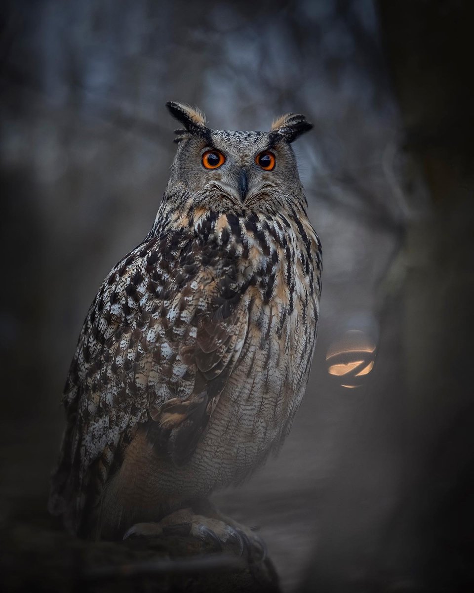 EdwigesOwl's tweet photo. Bom dia 2

#BestAnimal https://t.co/Ytb6cyuMCe